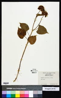 Jacquemontia tamnifolia image