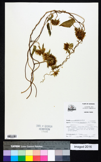 Jacquemontia tamnifolia image