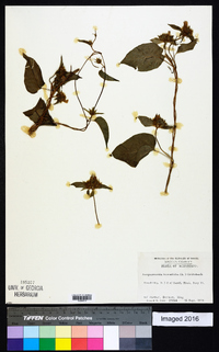 Jacquemontia tamnifolia image