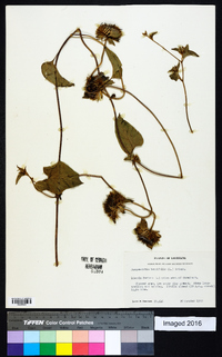 Jacquemontia tamnifolia image