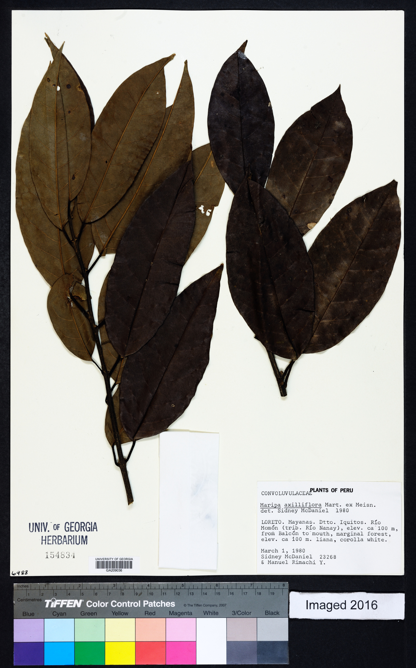 Maripa axilliflora image