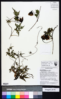 Merremia dissecta image