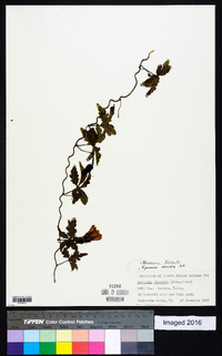 Merremia dissecta image