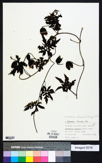 Merremia dissecta image