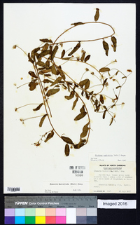 Stylisma humistrata image