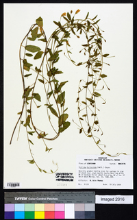 Stylisma humistrata image