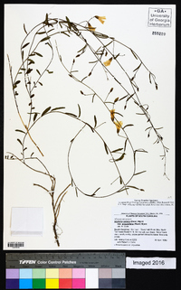 Stylisma patens subsp. angustifolia image