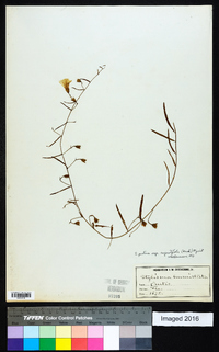 Stylisma patens subsp. angustifolia image