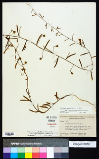 Stylisma patens subsp. angustifolia image