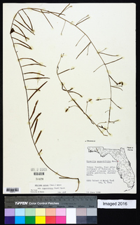 Stylisma patens subsp. angustifolia image