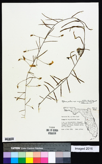Stylisma patens subsp. angustifolia image