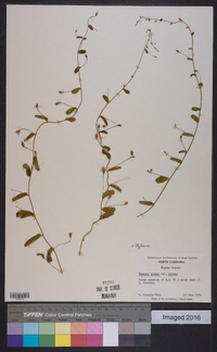 Stylisma patens subsp. patens image