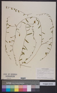 Stylisma trichosanthes image