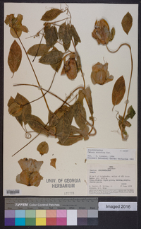 Cobaea scandens image