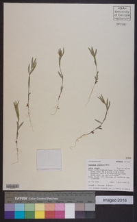 Collomia linearis image