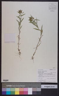 Collomia linearis image