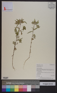 Collomia linearis image