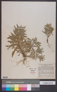 Collomia linearis image