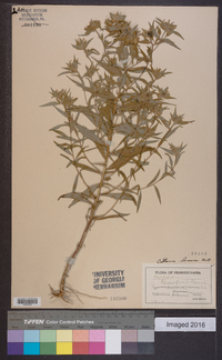 Collomia linearis image