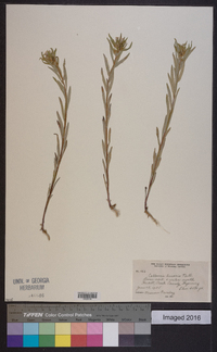 Collomia linearis image