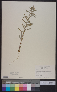 Collomia linearis image