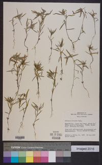 Collomia linearis image