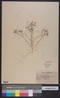 Eriastrum eremicum image