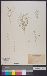 Gilia capillaris image