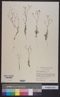 Gilia sinuata image