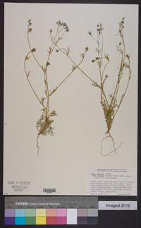 Gilia tricolor subsp. diffusa image