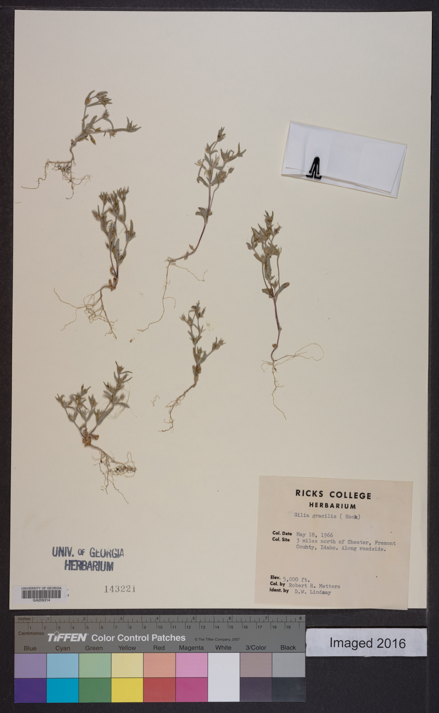 Phlox gracilis subsp. gracilis image