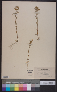 Phlox gracilis subsp. gracilis image