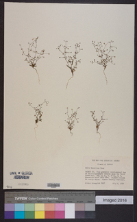 Lathrocasis tenerrima image