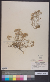 Ipomopsis congesta image