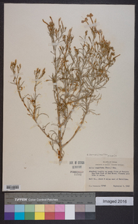 Ipomopsis longiflora image