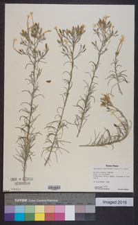 Ipomopsis longiflora image