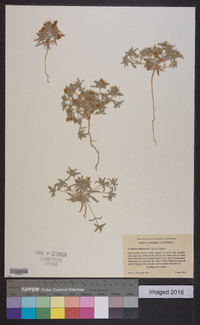 Loeseliastrum matthewsii image