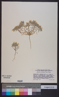 Loeseliastrum matthewsii image