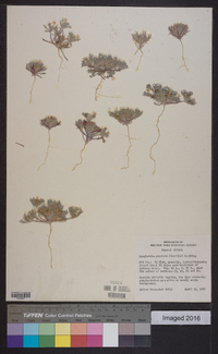 Langloisia setosissima var. punctata image