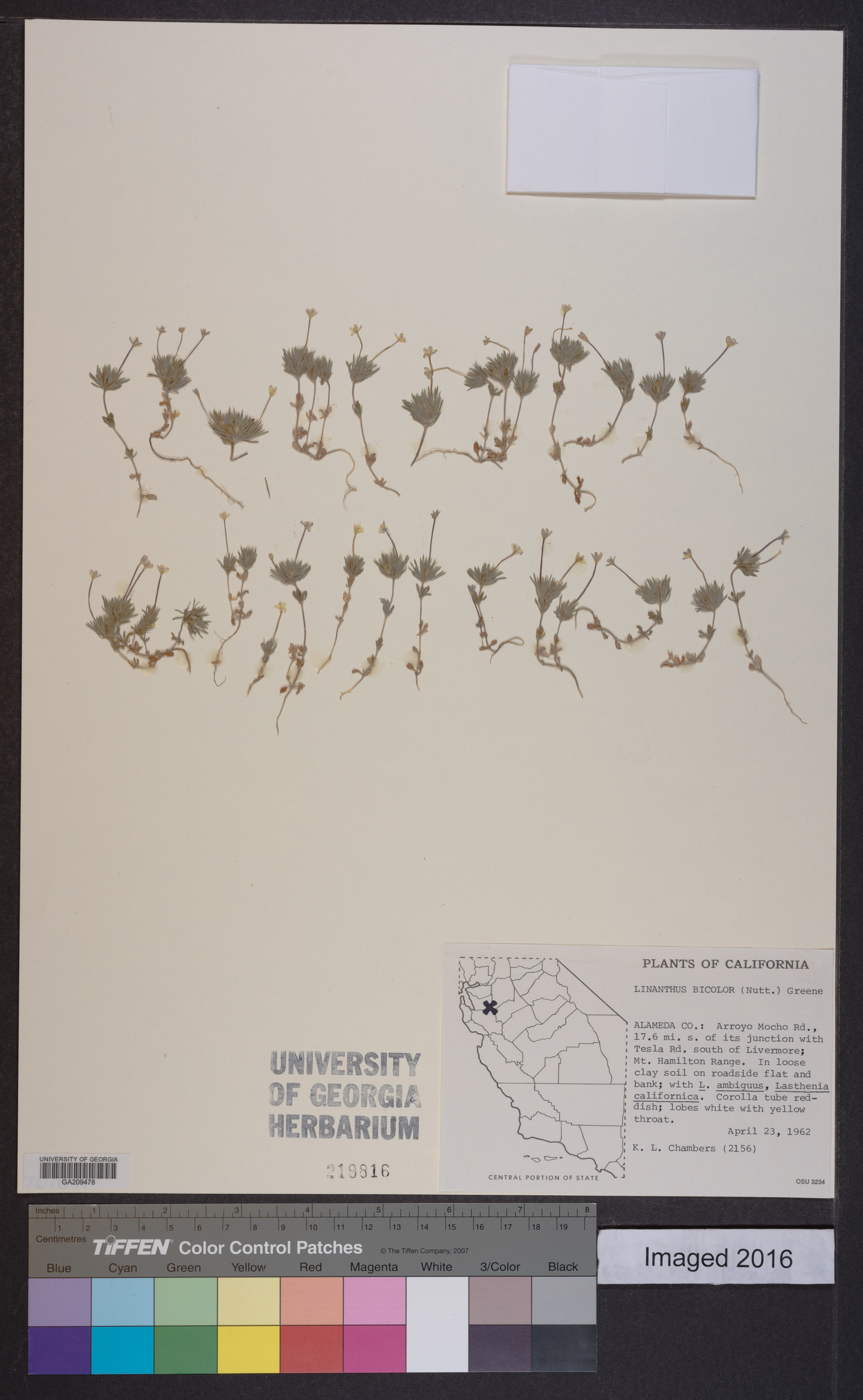 Linanthus bicolor image