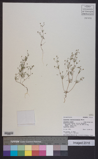 Linanthus septentrionalis image