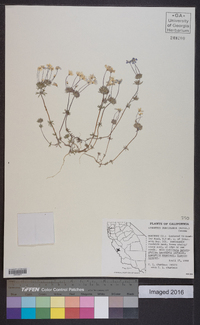 Linanthus parviflorus image