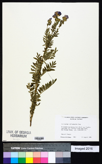 Polemonium foliosissimum image