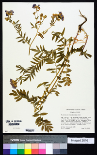 Polemonium foliosissimum image