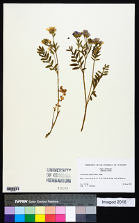 Polemonium pulcherrimum image