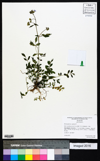 Polemonium reptans image