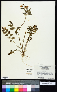 Polemonium reptans image