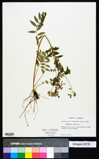 Polemonium reptans image