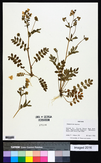 Polemonium reptans image