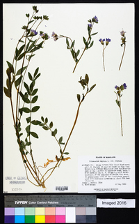 Polemonium reptans image